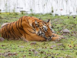 20211002180240 Sleeping tiger in Tadoba Andhari